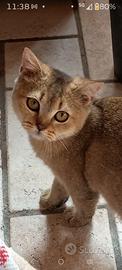 Cucciola Brithis golden