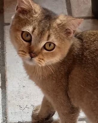 Cucciola Brithis golden