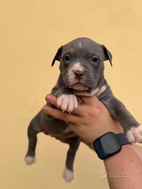 Cuccioli pitbull