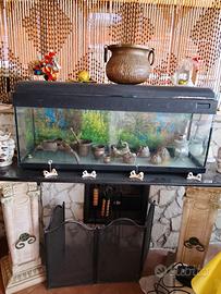 acquario 