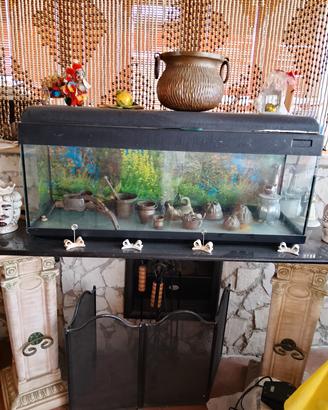 acquario 