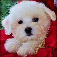 COTON de TULEAR stupendi cuccioli disponibili