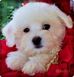 COTON de TULEAR stupendi cuccioli disponibili