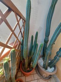 Piante Cactus, 4 tipologie