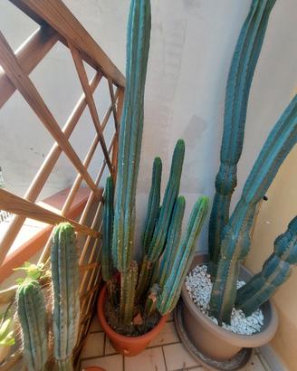 Piante Cactus, 4 tipologie