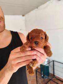 Cucciolo di barboncino