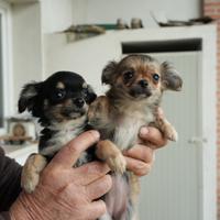Cuccioli di chihuahua