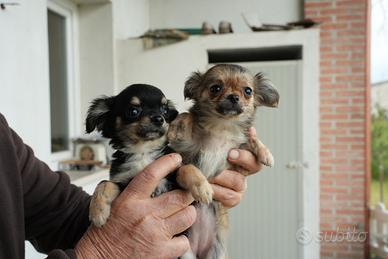 Cuccioli di chihuahua