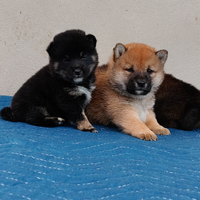 Shiba inu con pedigree enci