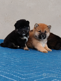 Shiba inu con pedigree enci