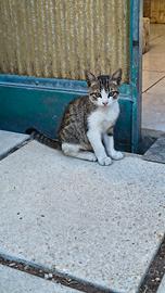 Gattino maschio a Pescara