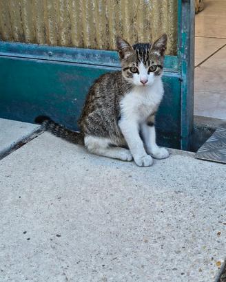 Gattino maschio a Pescara