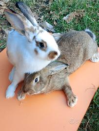 Animali