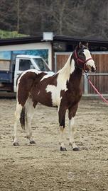 Cavallo Paint
