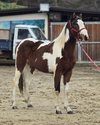 Cavallo Paint