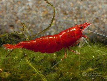 Il gamberetto Bloody Mary