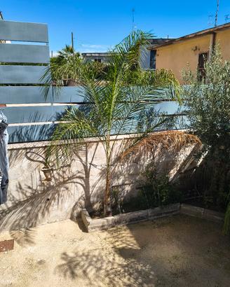 cocos plumosa