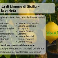 🍋Piante di Limone Siciliani - Scegli la varietà