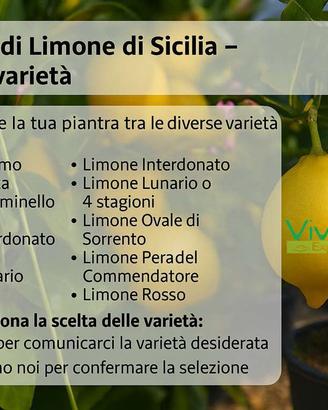 🍋Piante di Limone Siciliani - Scegli la varietà