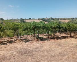Terreno agricolo (vigneti,con uva) a Casalbordino