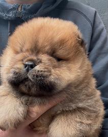 Chow chow