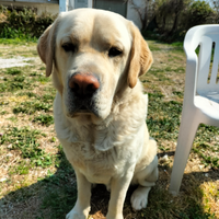 Labrador per monta