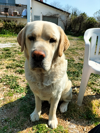 Labrador per monta