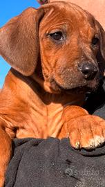Cuccioli di razza Rhodesian Ridgeback