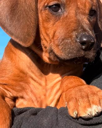 Cuccioli di razza Rhodesian Ridgeback
