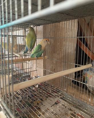 Cardellini inseparabili