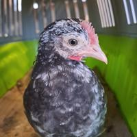 Polli nani e ornamentali