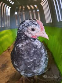 Polli nani e ornamentali