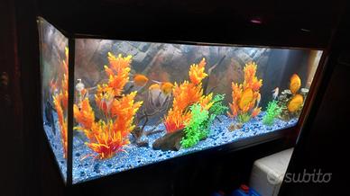 Discus red melon e blu cobalto scalari red devil