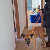 Pita, equilibrata e socievole aspetta la sua casa