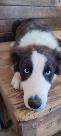 Cucciolo Border Collie