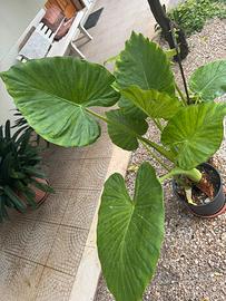 Musa orecchie di elefante alocasia