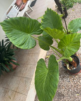 Musa orecchie di elefante alocasia
