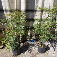 Nandina domestica