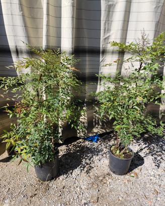Nandina domestica