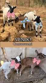 Tolgo capre piccole tibetani