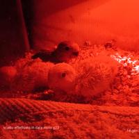 Inseparabili da inbecco