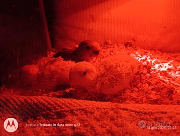 Inseparabili da inbecco