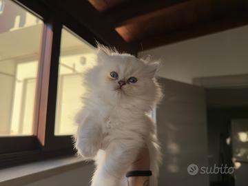 Cucciolina di British Longhair