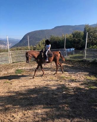 Arabo