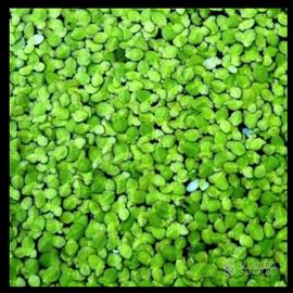 Lemna minor pianta galleggiante 