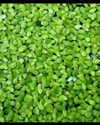 Lemna minor pianta galleggiante 