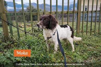 Moka in adozione