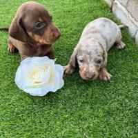 Cuccioli di bassotti cioccolato maschi femmine