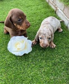 Cuccioli di bassotti cioccolato maschi femmine