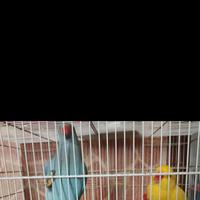 Parrocchetti dal collaree